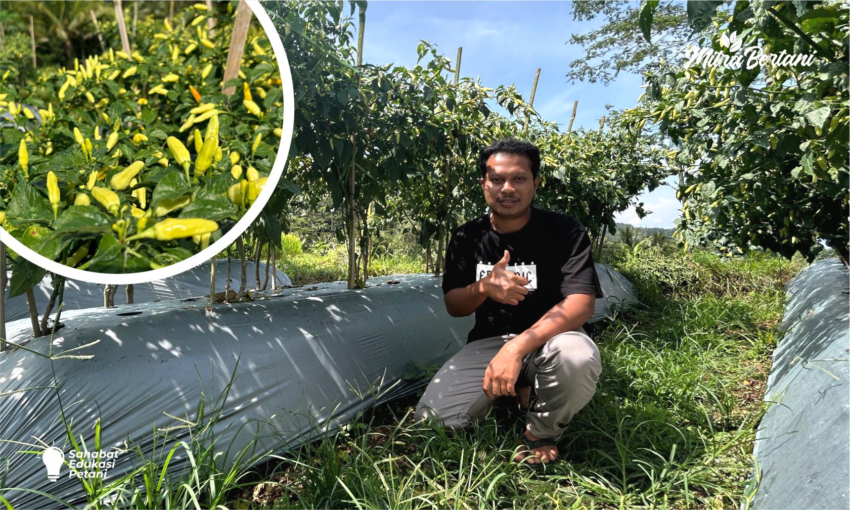 Persiapan Lahan Cabai di Cuaca Ekstrem !! Kunci Sukses Panen Anti Gagal dari Awal Tanam
